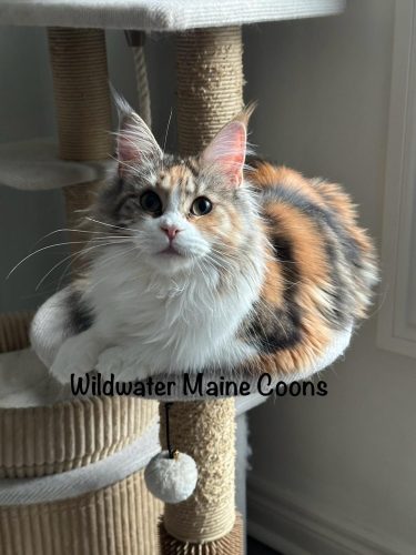 591407931_1408070781320803_4948481578779182137_n